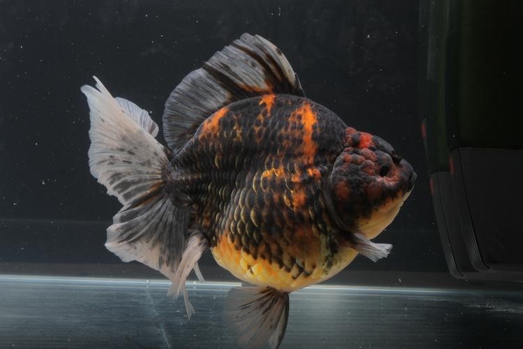 長城杯觀賞魚比賽2021獲獎(jiǎng)作品
