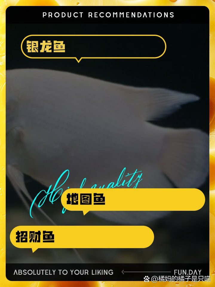 帝王魚可以和鸚鵡地圖混養(yǎng)嗎 帝王魚可以和鸚鵡地圖混養(yǎng)嗎 龍魚論壇 第5張