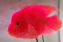 帝王魚可以和鸚鵡地圖混養(yǎng)嗎 帝王魚可以和鸚鵡地圖混養(yǎng)嗎 龍魚論壇 第7張