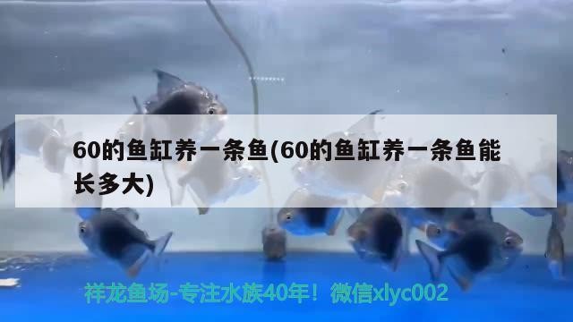 河北一零八零文化傳媒有限公司 河北一零八零文化傳媒有限公司 全國水族館企業(yè)名錄 第1張