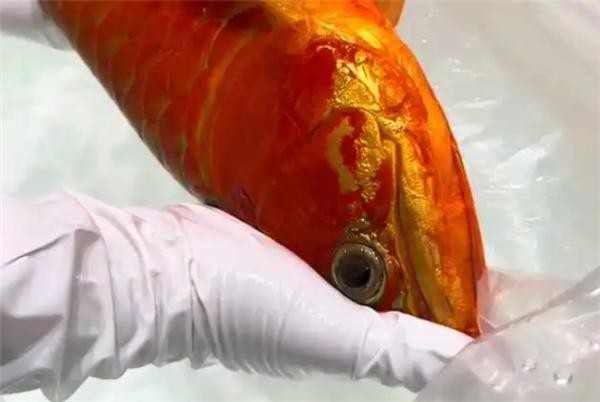 冠軍龍魚手術(shù)后恢復(fù)情況如何？