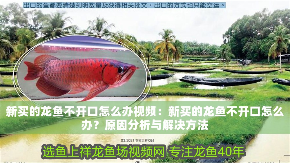 新買的龍魚不開口怎么辦視頻：新買的龍魚不開口怎么辦？原因分析與解決方法 新買的龍魚不開口怎么辦視頻：新買的龍魚不開口怎么辦？原因分析與解決方法 龍魚百科 第1張