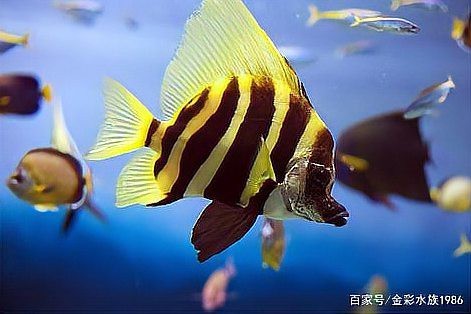 養觀賞魚新手入門教程 養觀賞魚新手入門教程 龍魚論壇 第2張