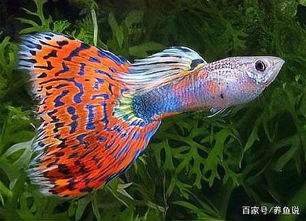 養觀賞魚新手入門教程 養觀賞魚新手入門教程 龍魚論壇 第3張