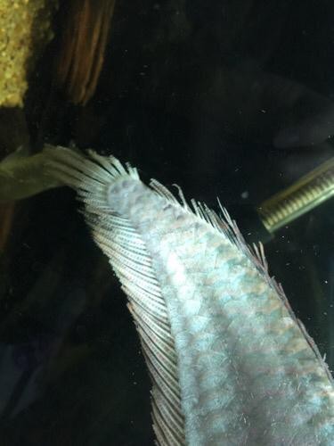 龍魚鱗片發(fā)白腐蝕圖片