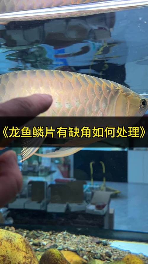 龍魚鱗片發(fā)白腐蝕圖片