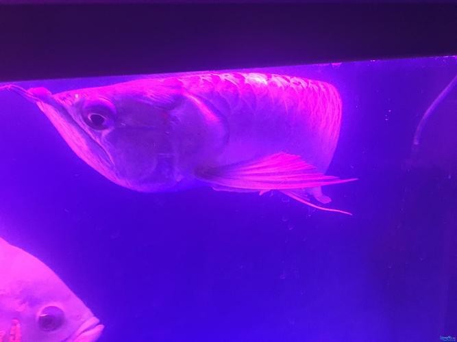 龍魚鱗片發(fā)白腐蝕圖片