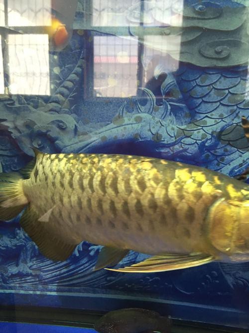 龍魚鱗片發(fā)白腐蝕圖片