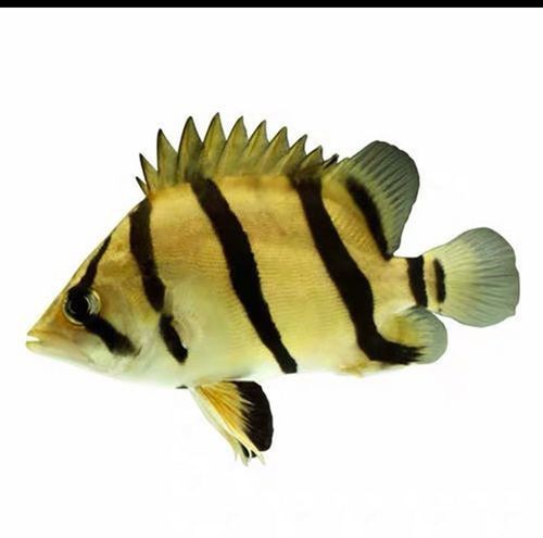 虎紋魚圖片大全