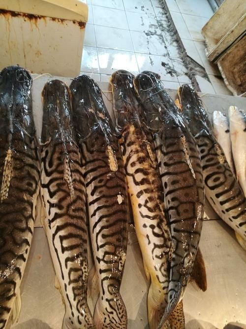 虎紋魚圖片大全