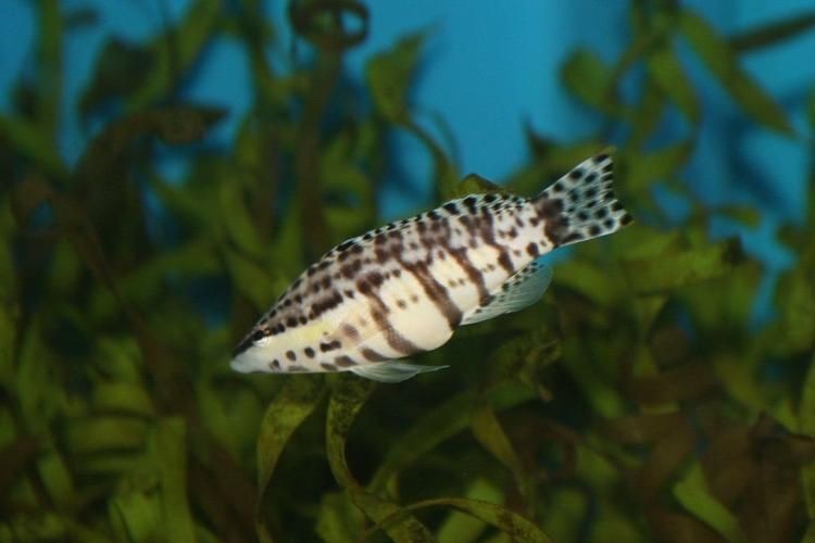 虎紋魚圖片大全