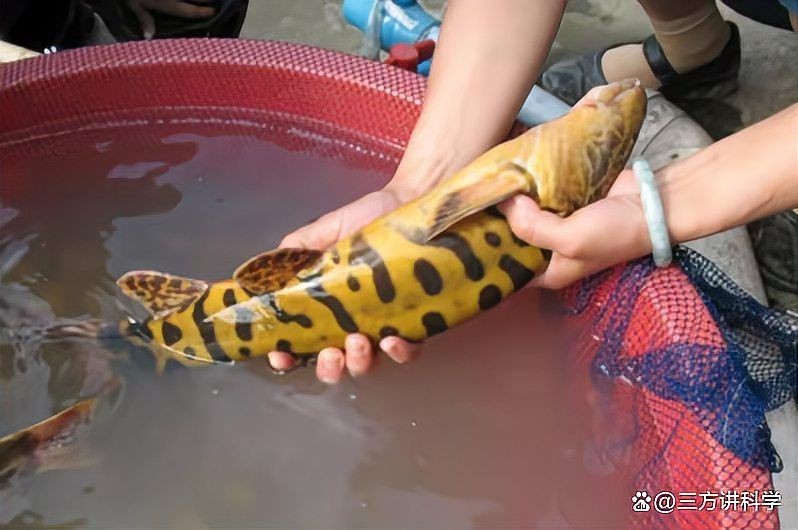 虎紋魚圖片大全