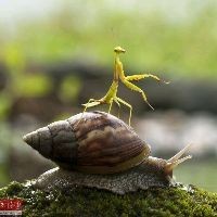虎紋魚圖片大全