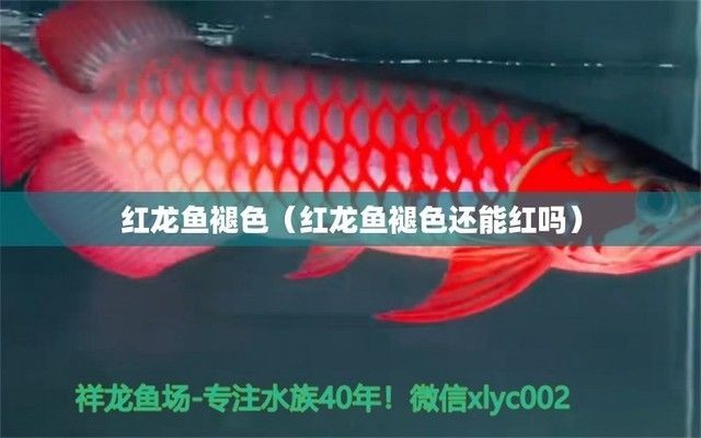 紅龍魚褪色還能紅嗎，紅龍魚褪色原因分析 紅龍魚褪色還能紅嗎，紅龍魚褪色原因分析 龍魚百科 第3張
