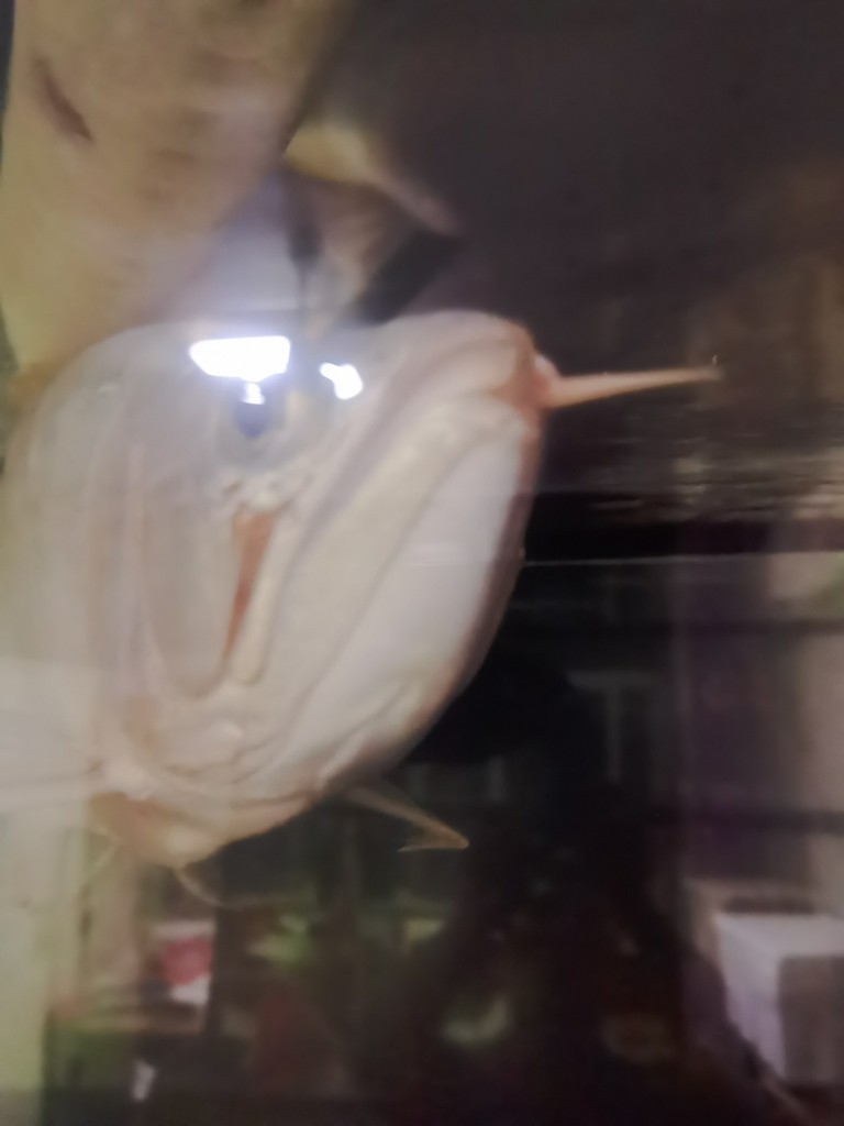 龍魚腮蓋鼓了怎么治療。