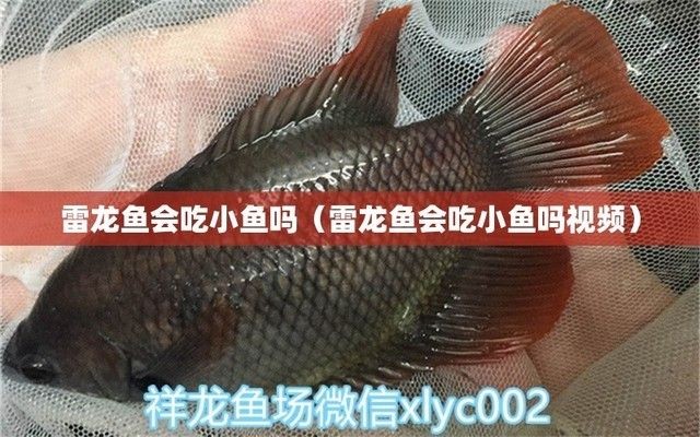 雷龍魚會吃其他魚嗎為什么（雷龍魚會吃其他魚類嗎）