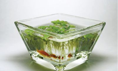 浮法玻璃和亞克力魚缸哪個好用些（亞克力魚缸材質(zhì)選擇浮法玻璃魚缸材質(zhì)的選擇亞克力魚缸材質(zhì)）