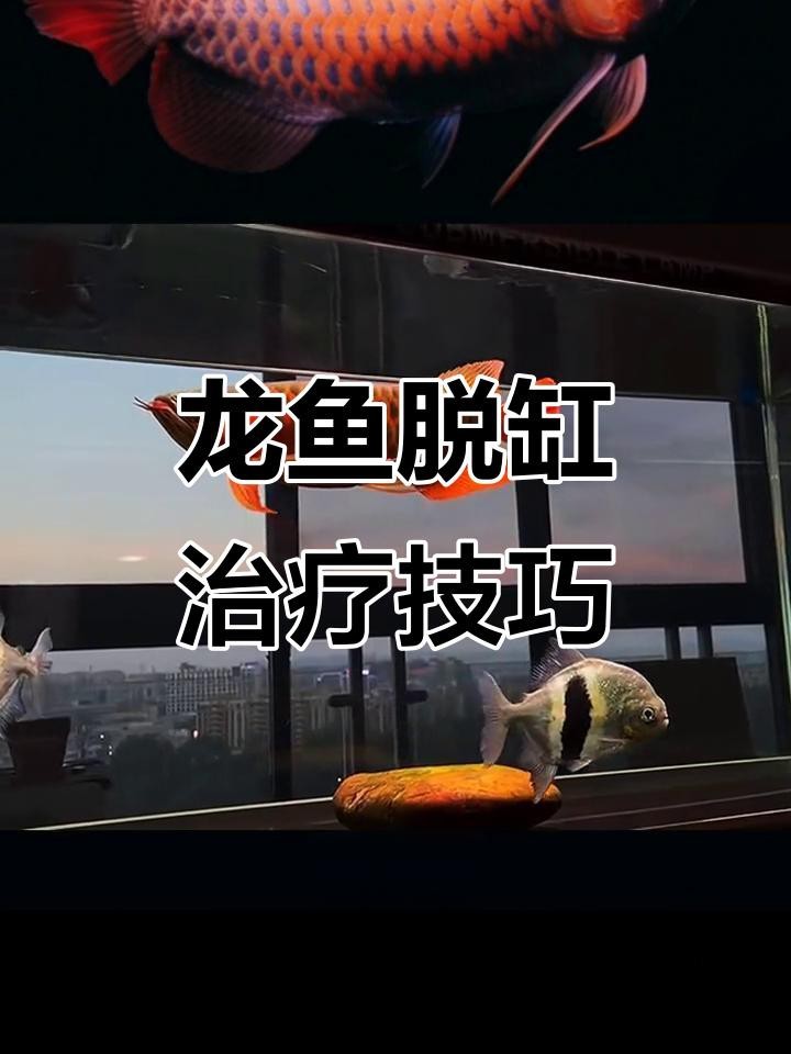 龍魚跳缸后多久開始進食？