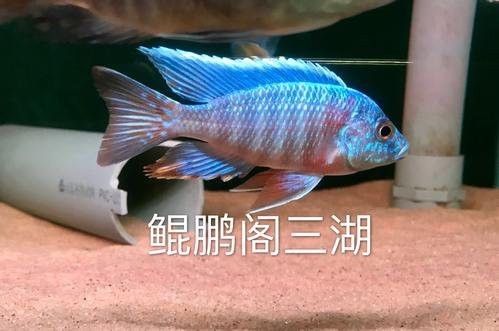 非洲金鼓魚打架厲害嗎
