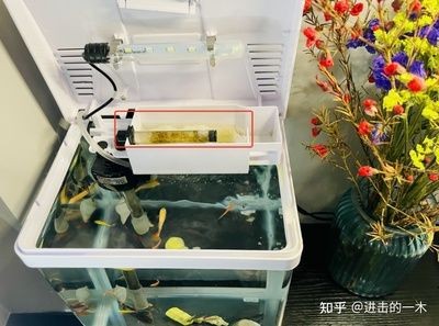 魚缸過濾器的安裝步驟和技巧：魚缸過濾器安裝步驟和技巧和技巧