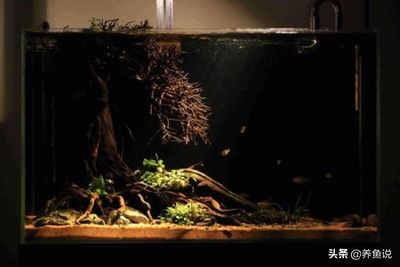 海水缸與淡水缸的區別：海水純魚缸造景與裸缸造景的區別