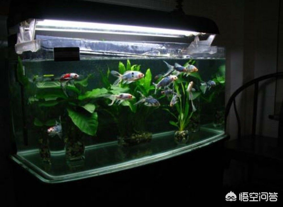 海水缸與淡水缸的區別：海水純魚缸造景與裸缸造景的區別
