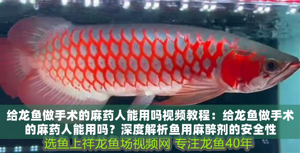 給龍魚做手術的麻藥人能用嗎視頻教程：給龍魚做手術的麻藥人能用嗎？深度解析魚用麻醉劑的安全性