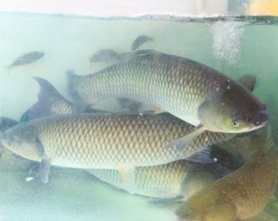 飛鳳魚疾病傳播風險防控，如何判斷飛鳳魚健康