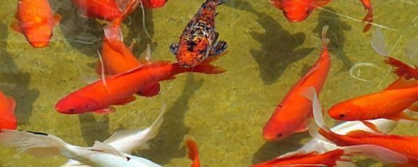 飛鳳魚疾病傳播風險防控，如何判斷飛鳳魚健康