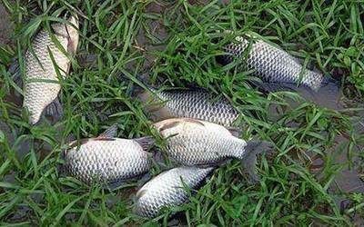 飛鳳魚疾病傳播風險防控，如何判斷飛鳳魚健康