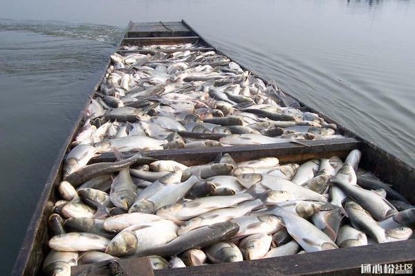 飛鳳魚疾病傳播風險防控，如何判斷飛鳳魚健康
