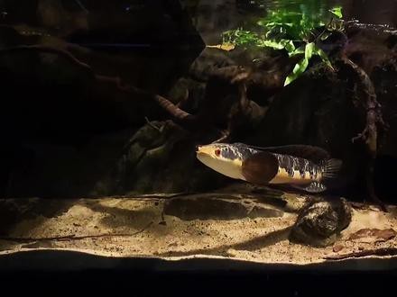 大型龍魚缸造景 大型龍魚缸造景 龍魚百科 第6張