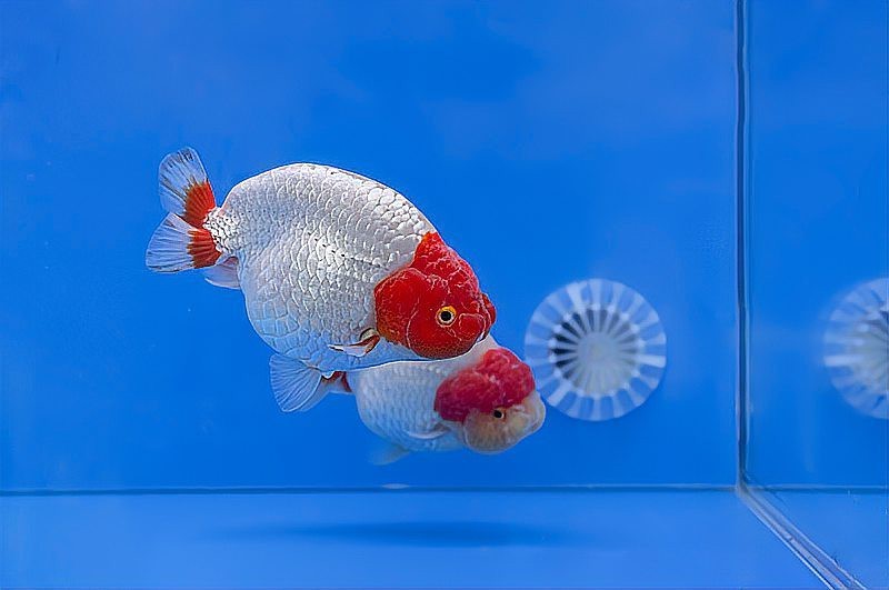 魚身上有白色絮狀物會自愈嗎