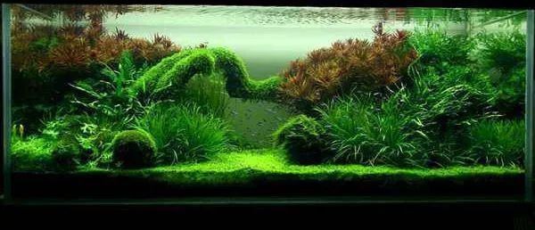 魚缸水發黃但是水很清要換水了嗎，如何判斷魚缸水質是否惡化 魚缸水發黃但是水很清要換水了嗎，如何判斷魚缸水質是否惡化 魚缸百科 第1張