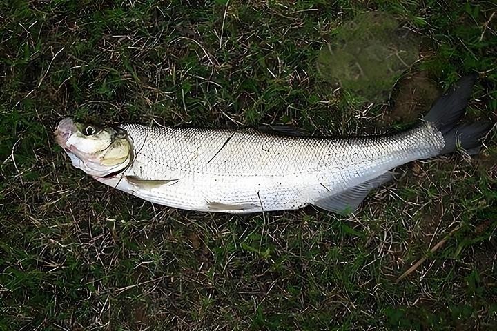 銀龍魚和翹嘴的區別在哪里