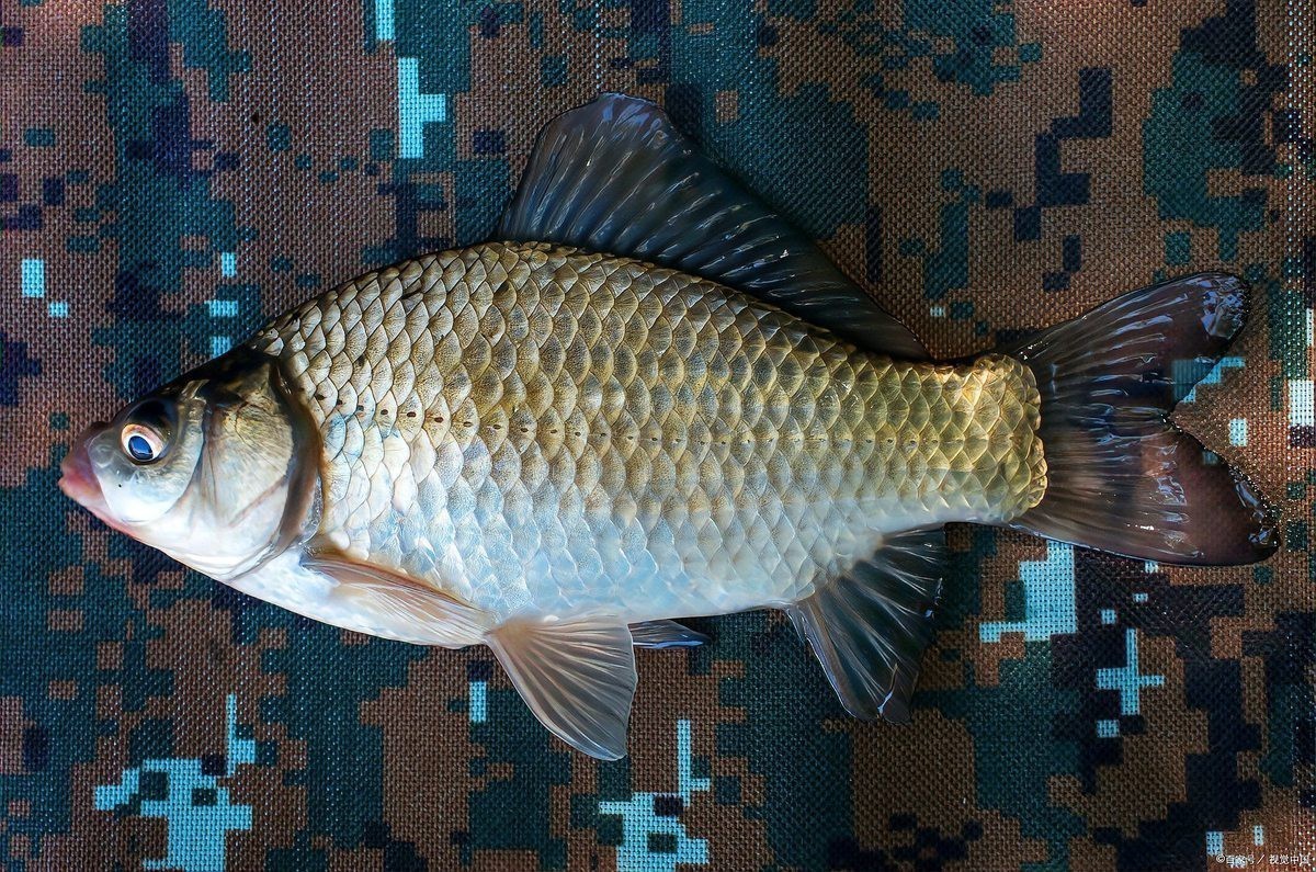 多福魚貴不貴 多福魚貴不貴 龍魚論壇 第5張
