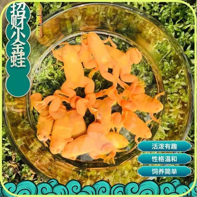金龍魚咬不咬人（金龍魚為什么會咬人）