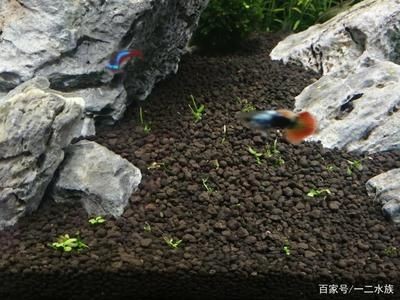 魚缸的水發(fā)黃怎么辦怎么變清澈了