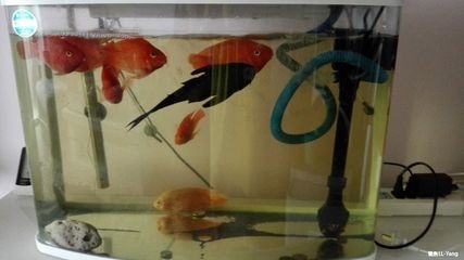 魚缸的水發(fā)黃怎么辦怎么變清澈了