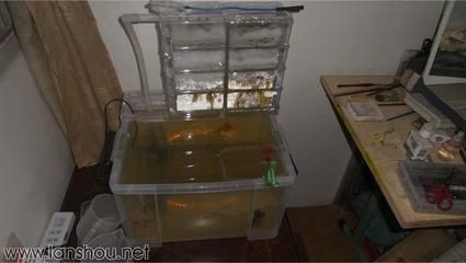 魚缸的水發(fā)黃怎么辦怎么變清澈了
