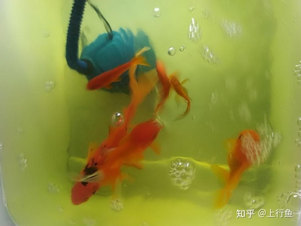 魚缸的水發(fā)黃怎么辦怎么變清澈了