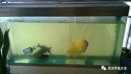 魚缸的水發(fā)黃怎么辦怎么變清澈了