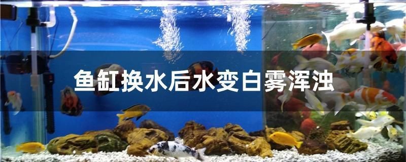 魚缸水發白霧蒙蒙的原因有很多，包括硝化系統不完善、藥物導致等：魚缸水發白霧蒙蒙可能是因為硝化系統不完善、藥物導致等 魚缸水發白霧蒙蒙的原因有很多，包括硝化系統不完善、藥物導致等：魚缸水發白霧蒙蒙可能是因為硝化系統不完善、藥物導致等 魚缸百科 第2張