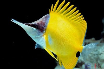 火箭魚和龍魚混養(yǎng)：火箭魚和龍魚可以混養(yǎng)嗎？