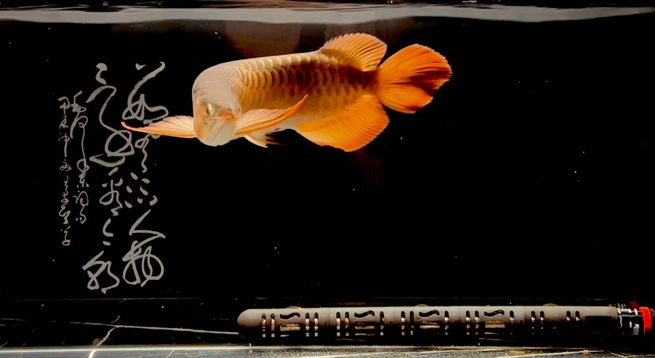 紅魚弄影  游曳心夢之濱
