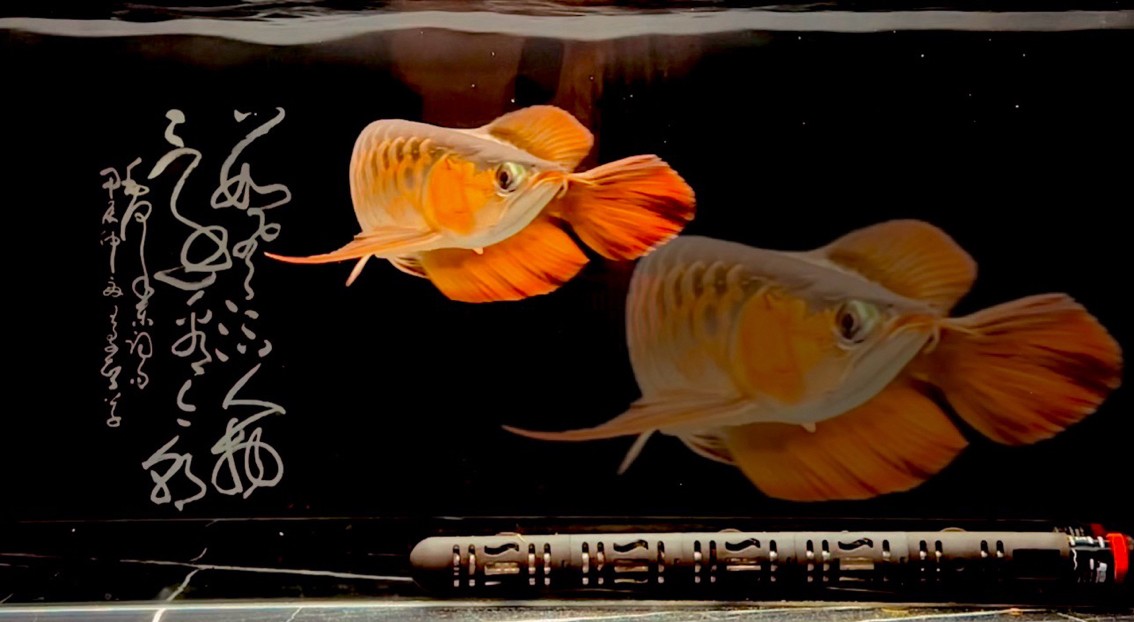 紅魚弄影  游曳心夢之濱
