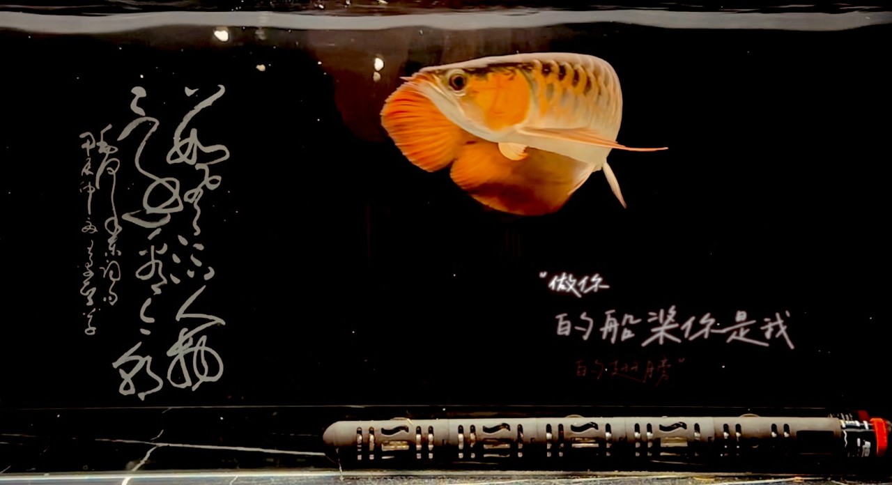 紅魚弄影  游曳心夢之濱