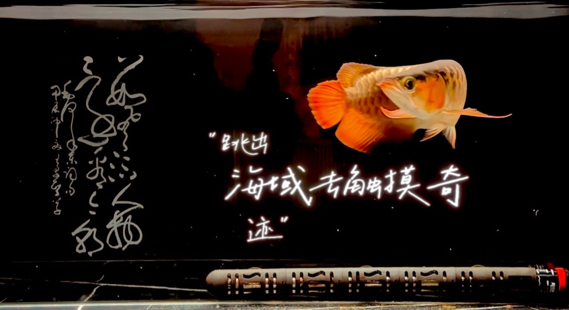 紅魚弄影 游曳心夢之濱