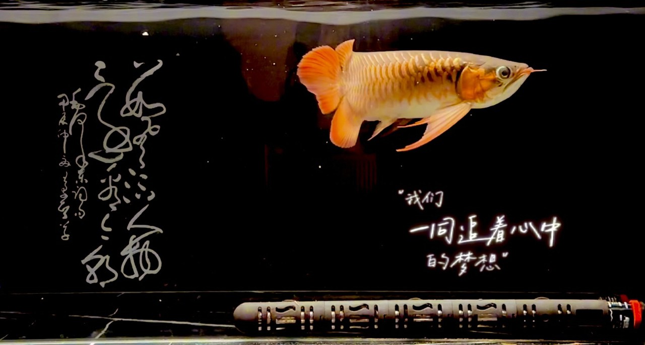 紅魚弄影 游曳心夢之濱