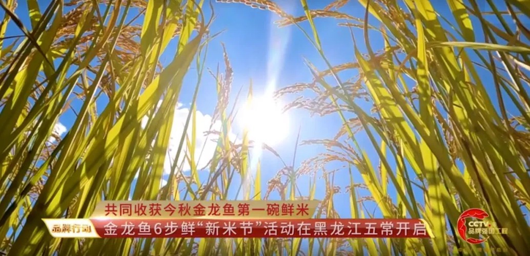 金龍魚冠軍視頻有哪些類型？ 金龍魚冠軍視頻有哪些類型？ 2025長城杯龍魚大賽 第5張